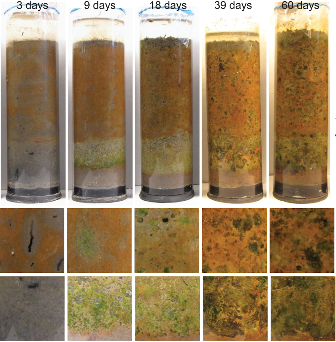 An image of a Winogradsky column of microbes evolving over time