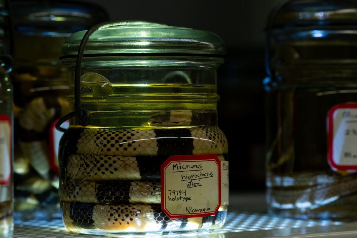 A close-up photo of a Micrurus nigrocinctus, or Central American coral snake, part of UMMZ's collection