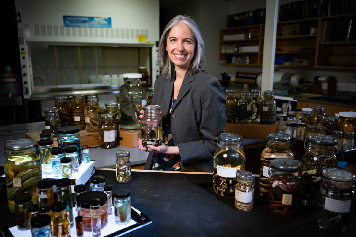 Alison Davis Rabosky shows some of UMMZ's specimens