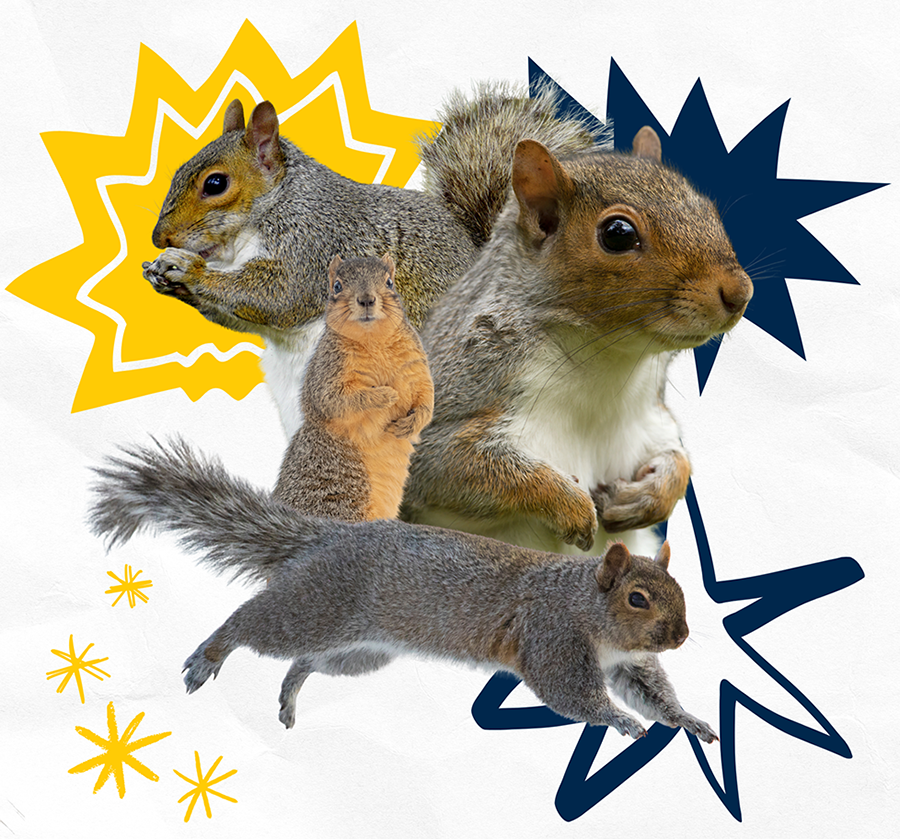 Squirrels with blue & yellow starts on a white background.